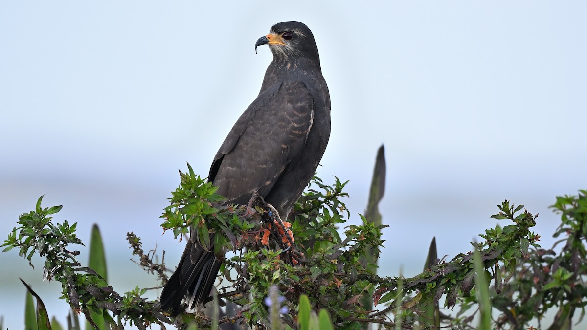 タニシトビ - ML646847700