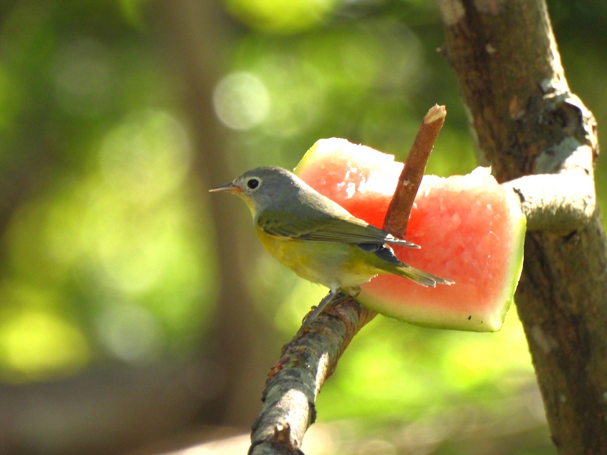 ズアカアメリカムシクイ - ML646847701