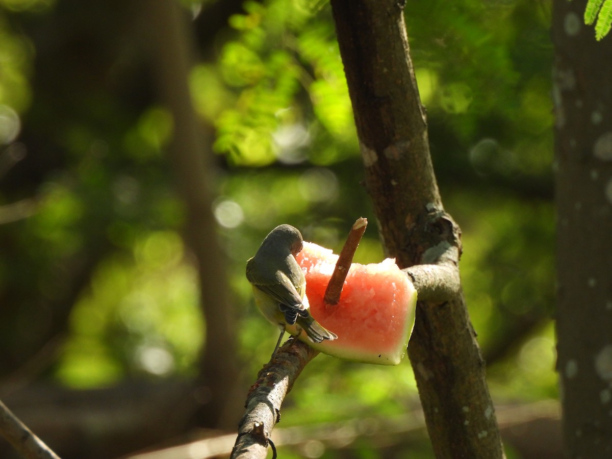 ズアカアメリカムシクイ - ML646847702