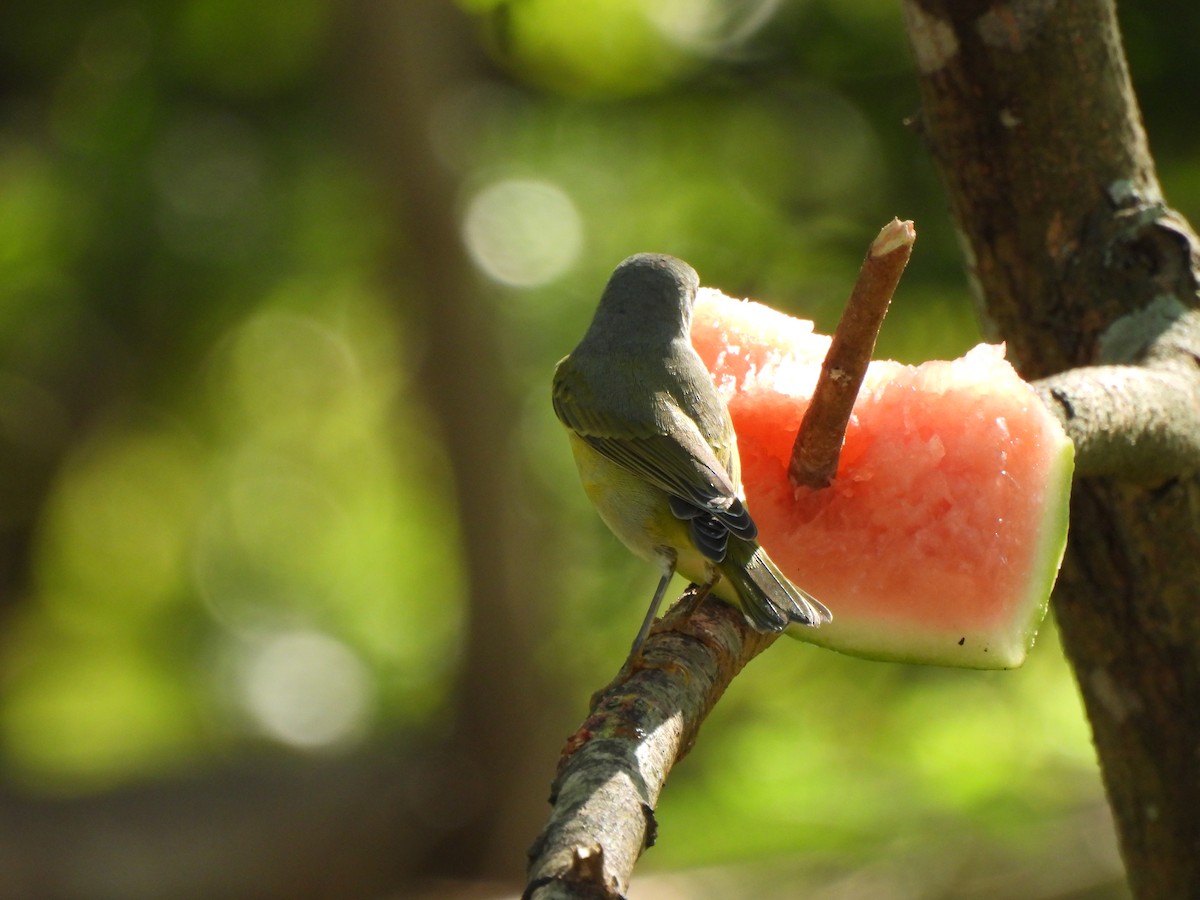 ズアカアメリカムシクイ - ML646847704