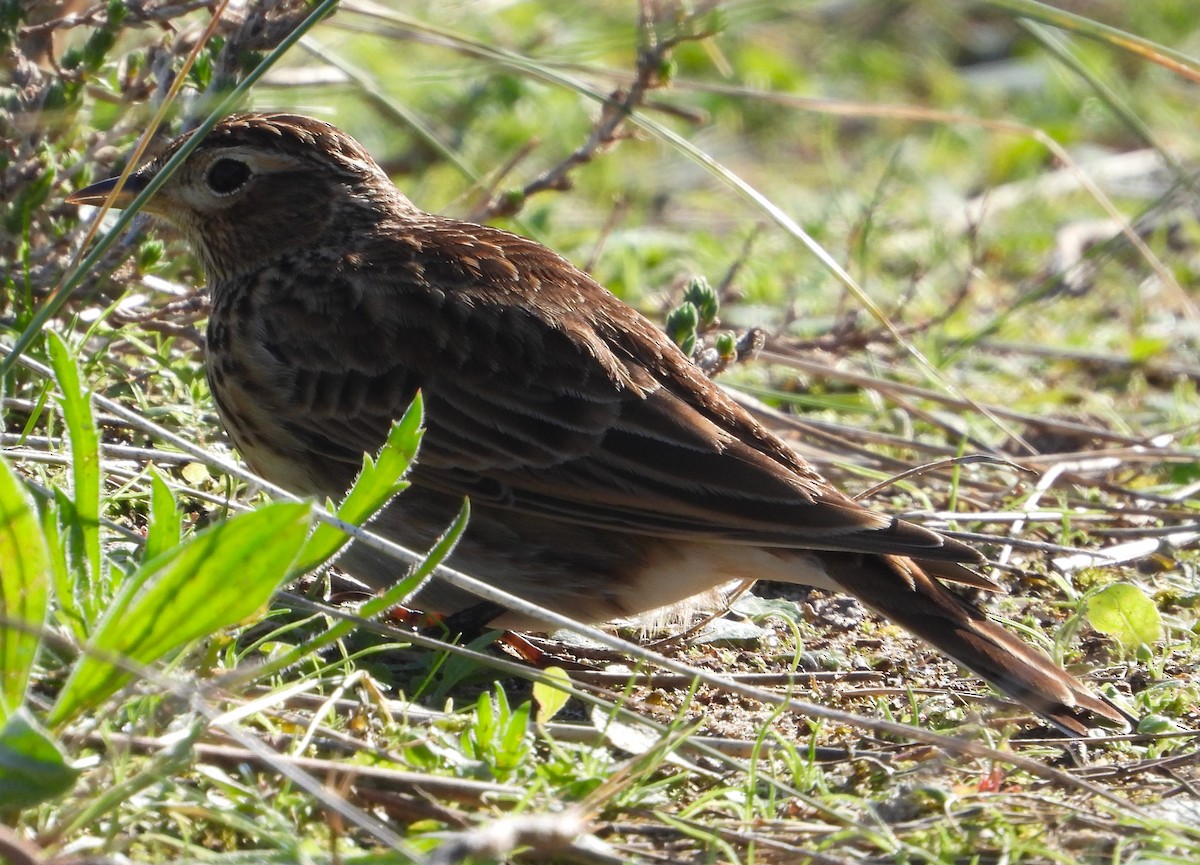 ヒバリ - ML646847707