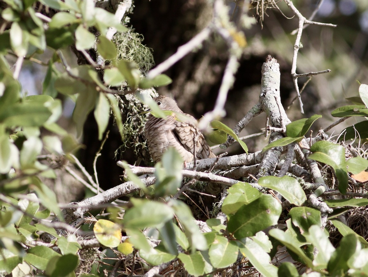 Inca Dove - ML646847708