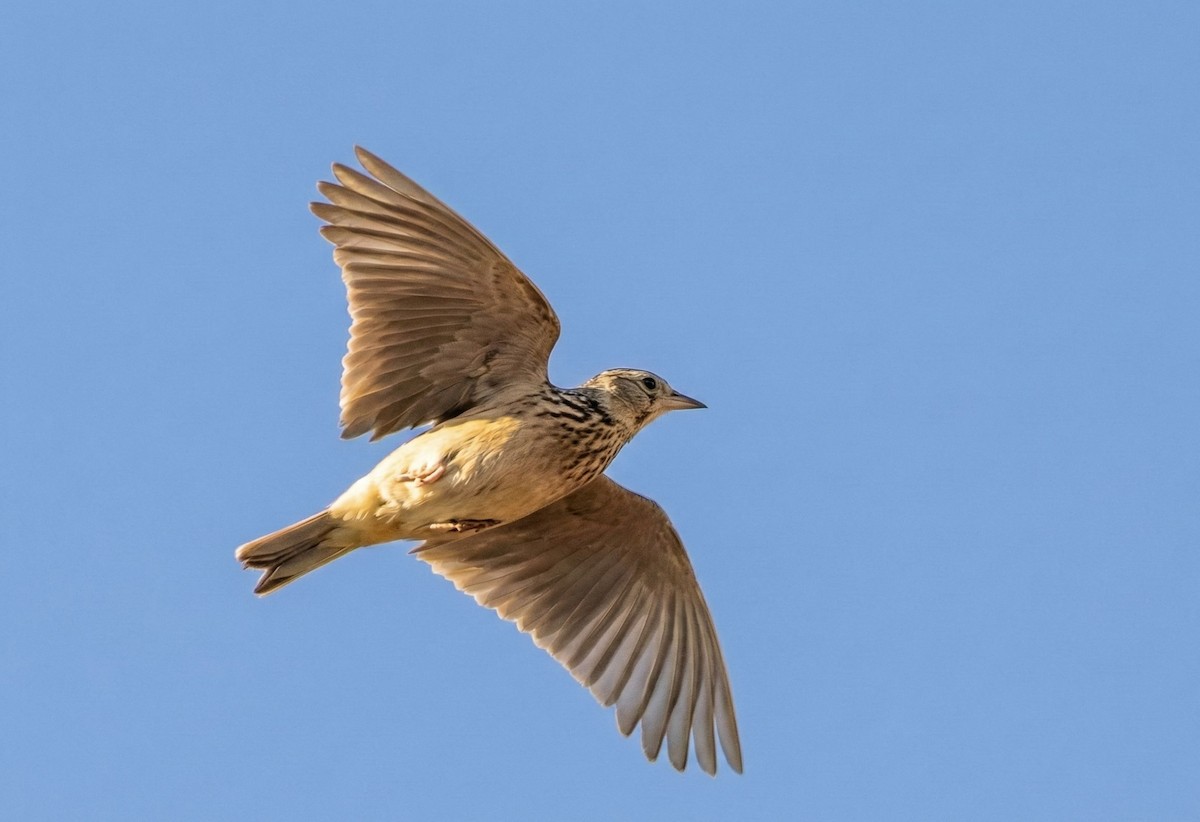 Oriental Skylark - ML646847710