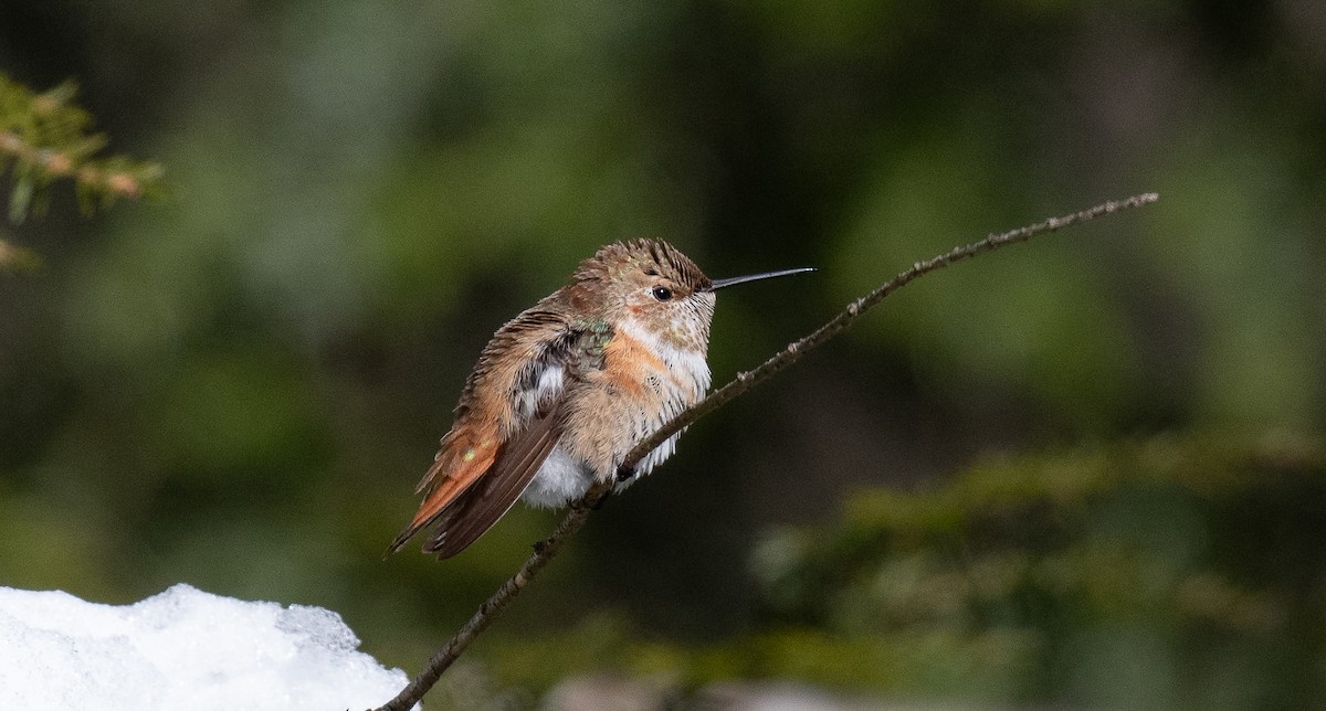 Rufous Hummingbird - ML646847711