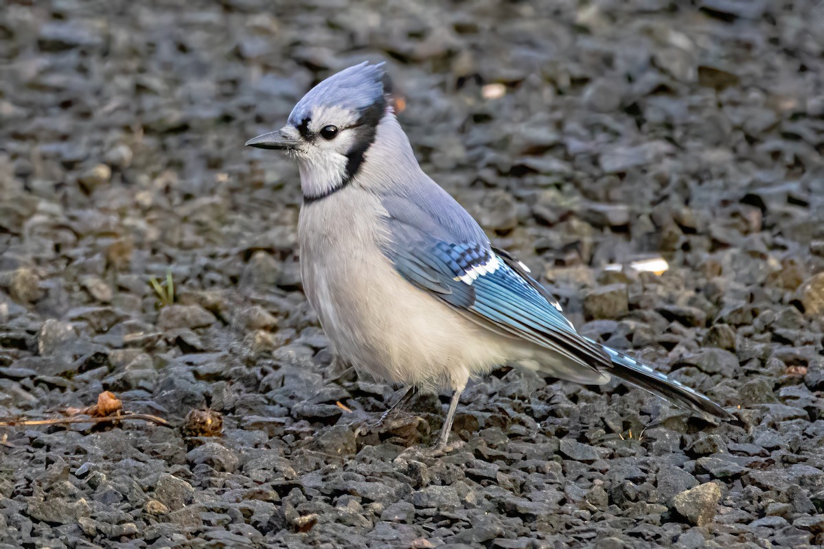 Mavi Karga - ML646847714