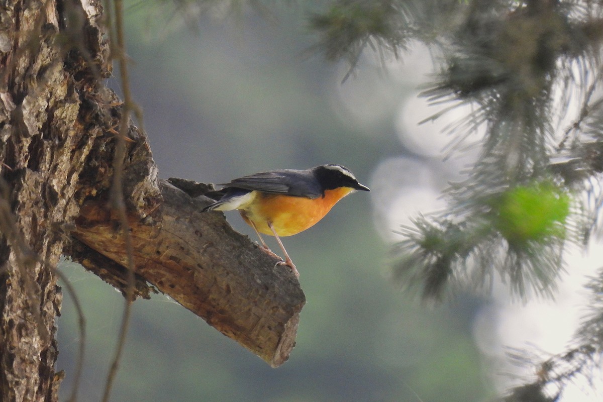 Indian Blue Robin - ML646847715