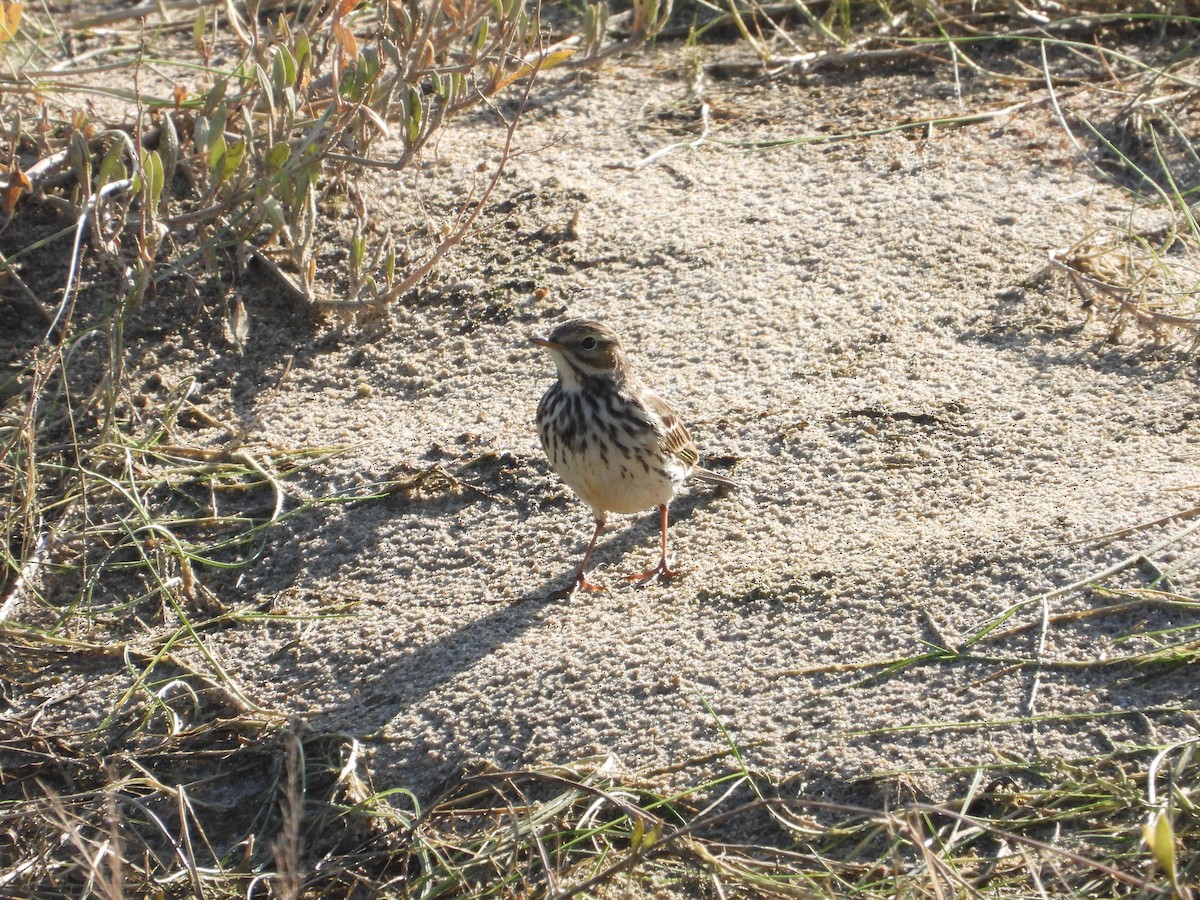 Negu-txirta - ML646847716