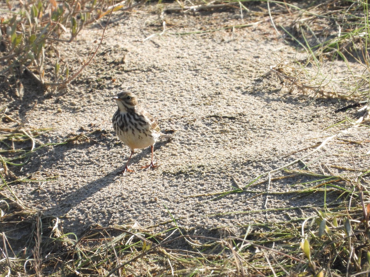 Negu-txirta - ML646847717