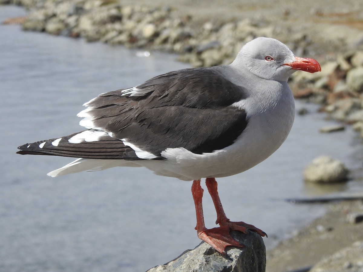 Goéland de Scoresby - ML646847718