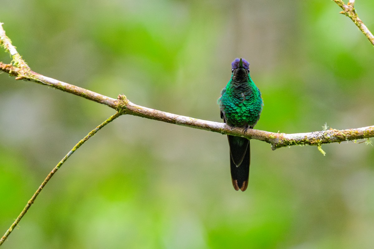 kolibřík fialovotemenný - ML646847719