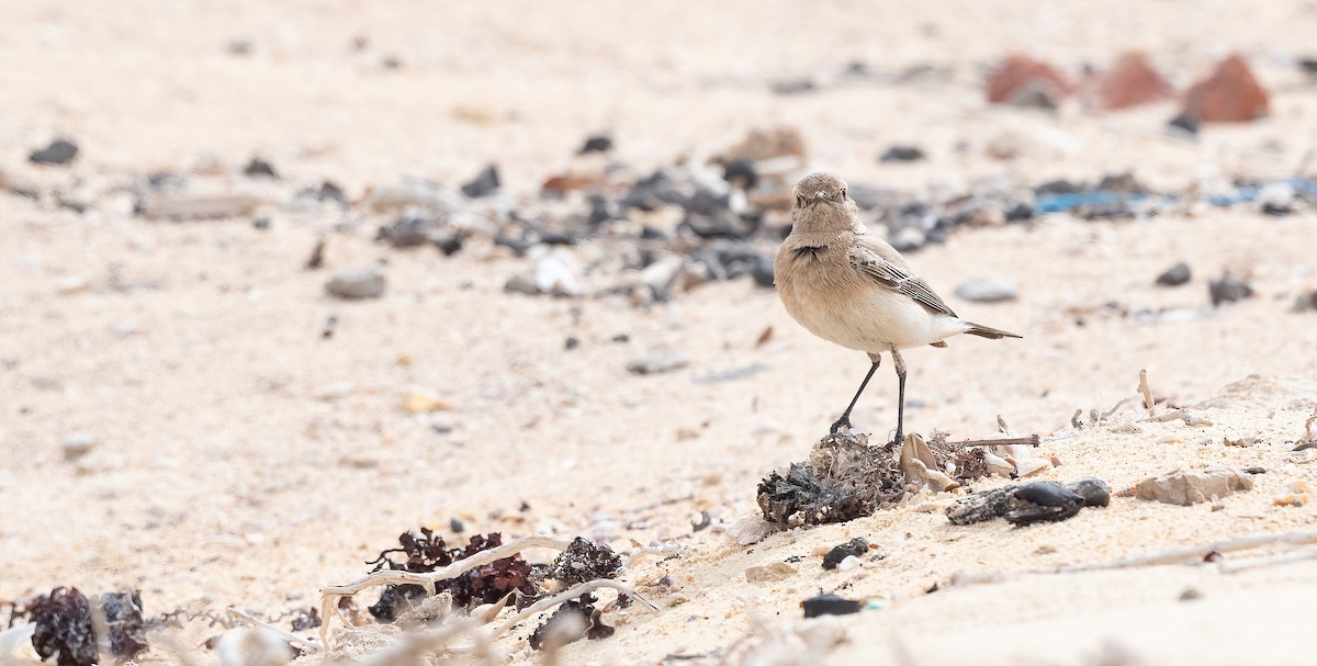 סלעית מדבר - ML646847720