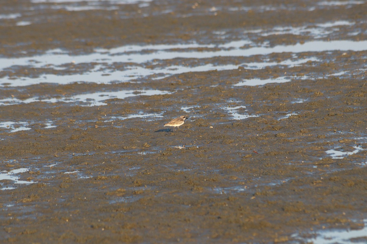 Anarhynchus mongolus/atrifrons/leschenaultii - ML646847721