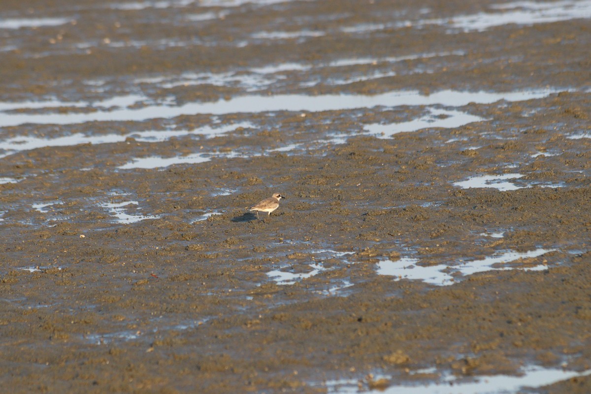 Anarhynchus mongolus/atrifrons/leschenaultii - ML646847722