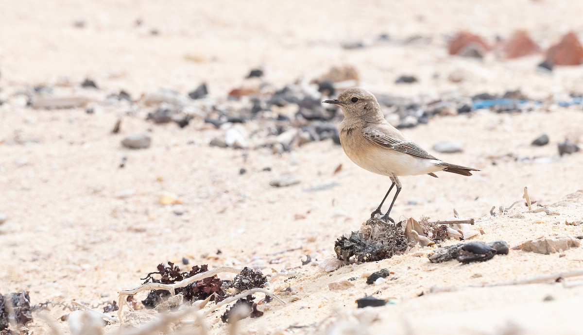 סלעית מדבר - ML646847723