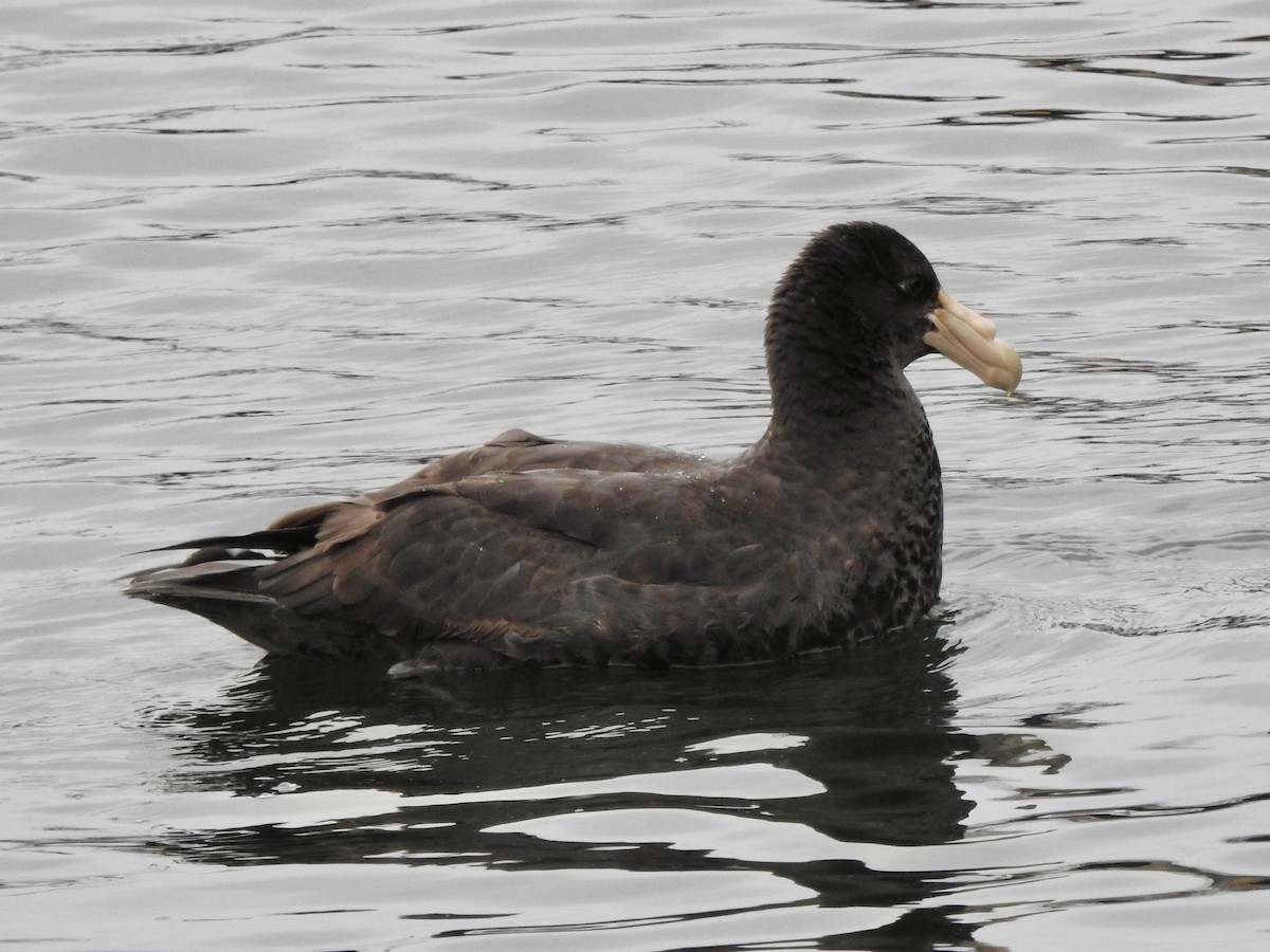 סערון-ענק דרומי - ML646847725