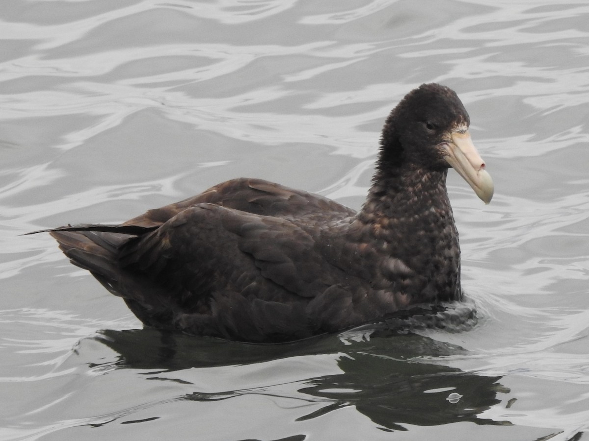 סערון-ענק דרומי - ML646847726