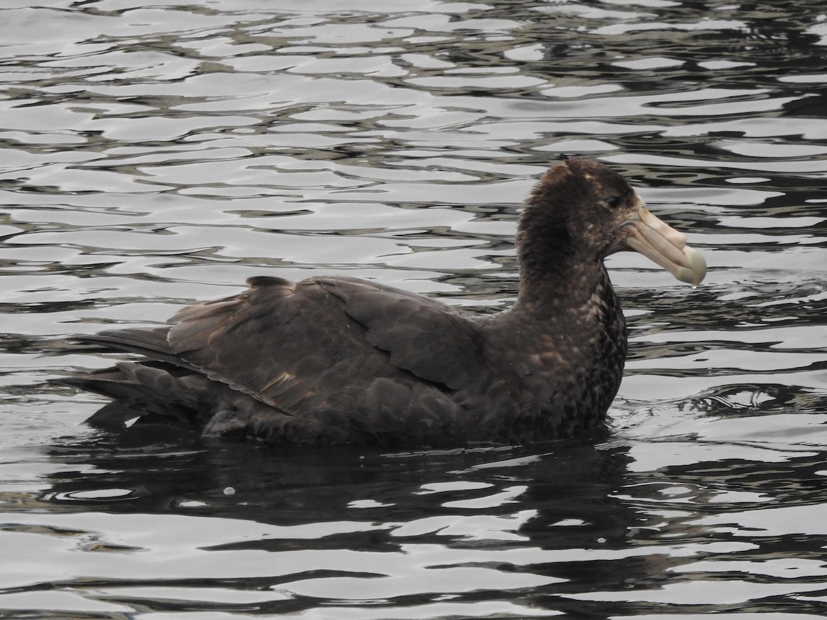סערון-ענק דרומי - ML646847727