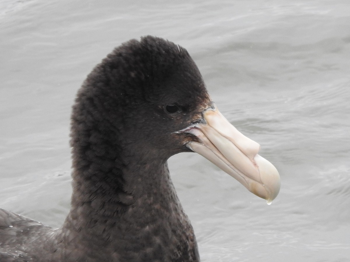 סערון-ענק דרומי - ML646847728