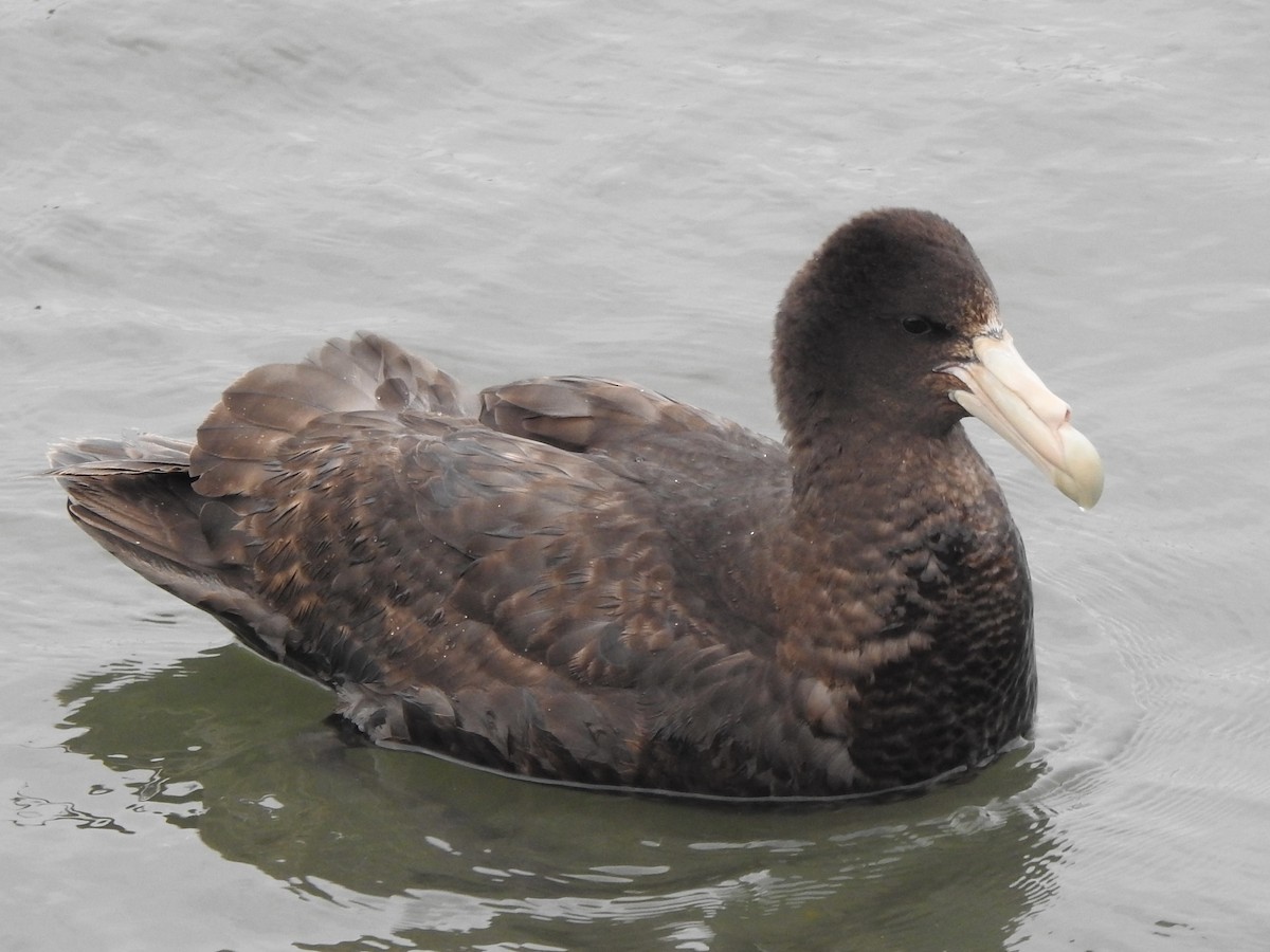 סערון-ענק דרומי - ML646847729