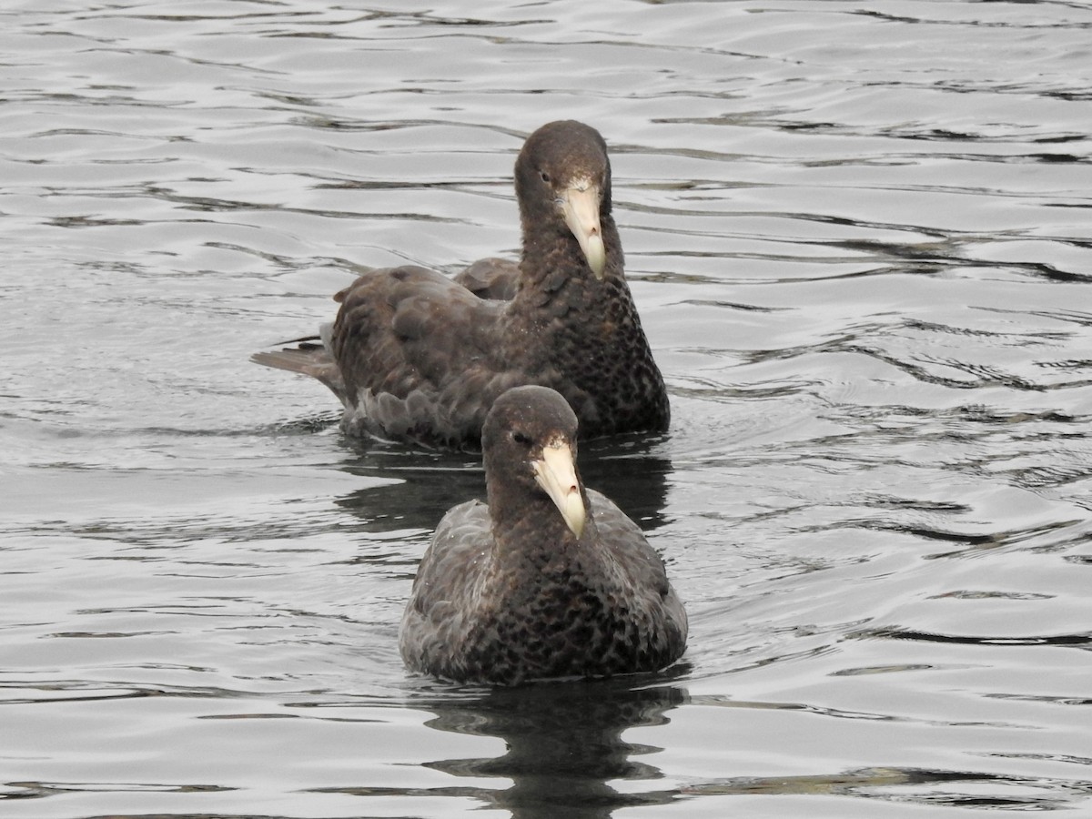 סערון-ענק דרומי - ML646847730