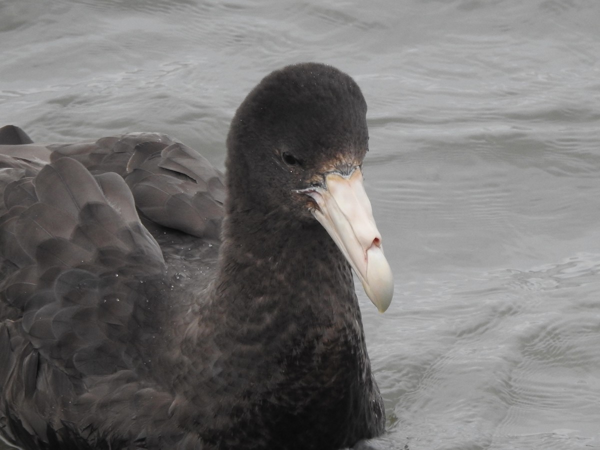 סערון-ענק דרומי - ML646847731
