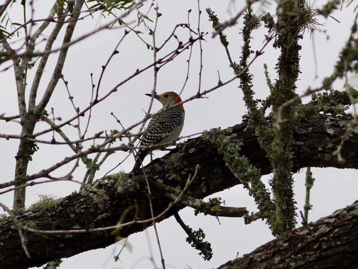 Golden-fronted Woodpecker - ML646847733