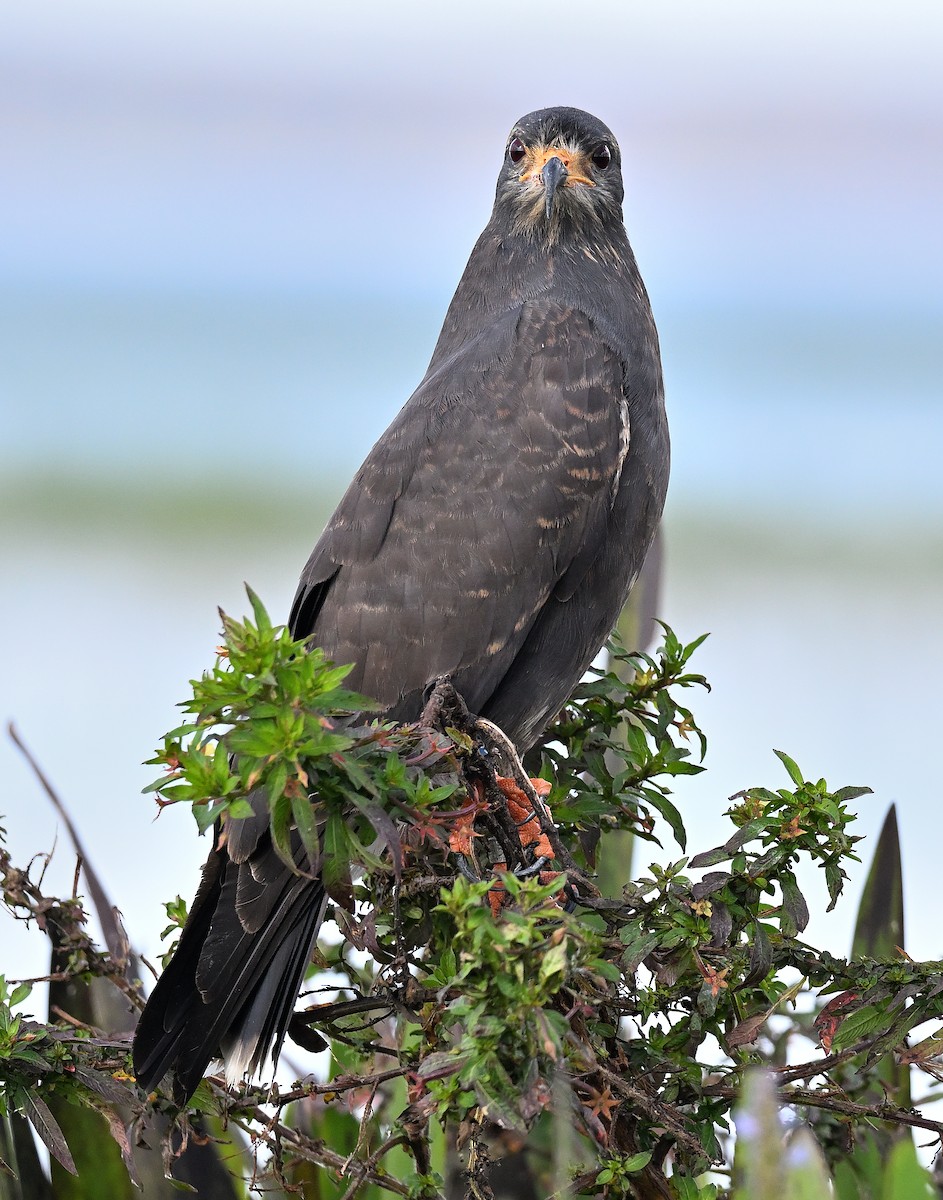 Snail Kite - ML646847736