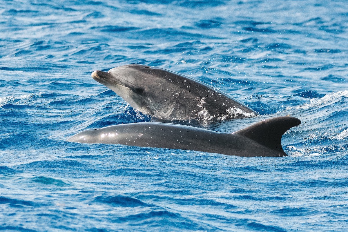 Grand Dauphin - ML646847737