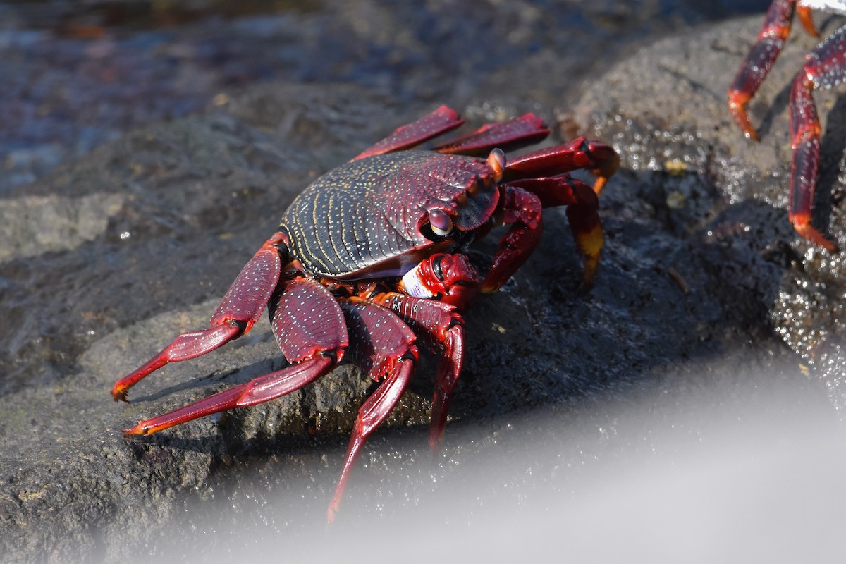 Grapse atlantique - ML646847738