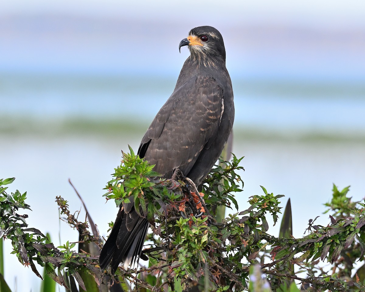 Snail Kite - ML646847739