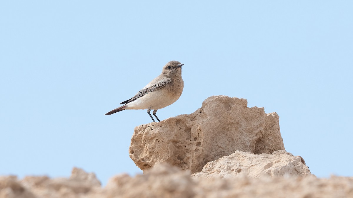 סלעית מדבר - ML646847743