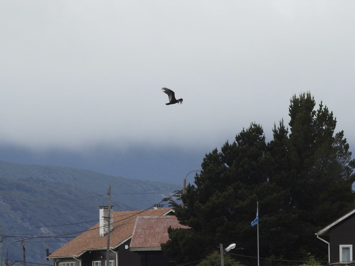 Turkey Vulture - ML646847744