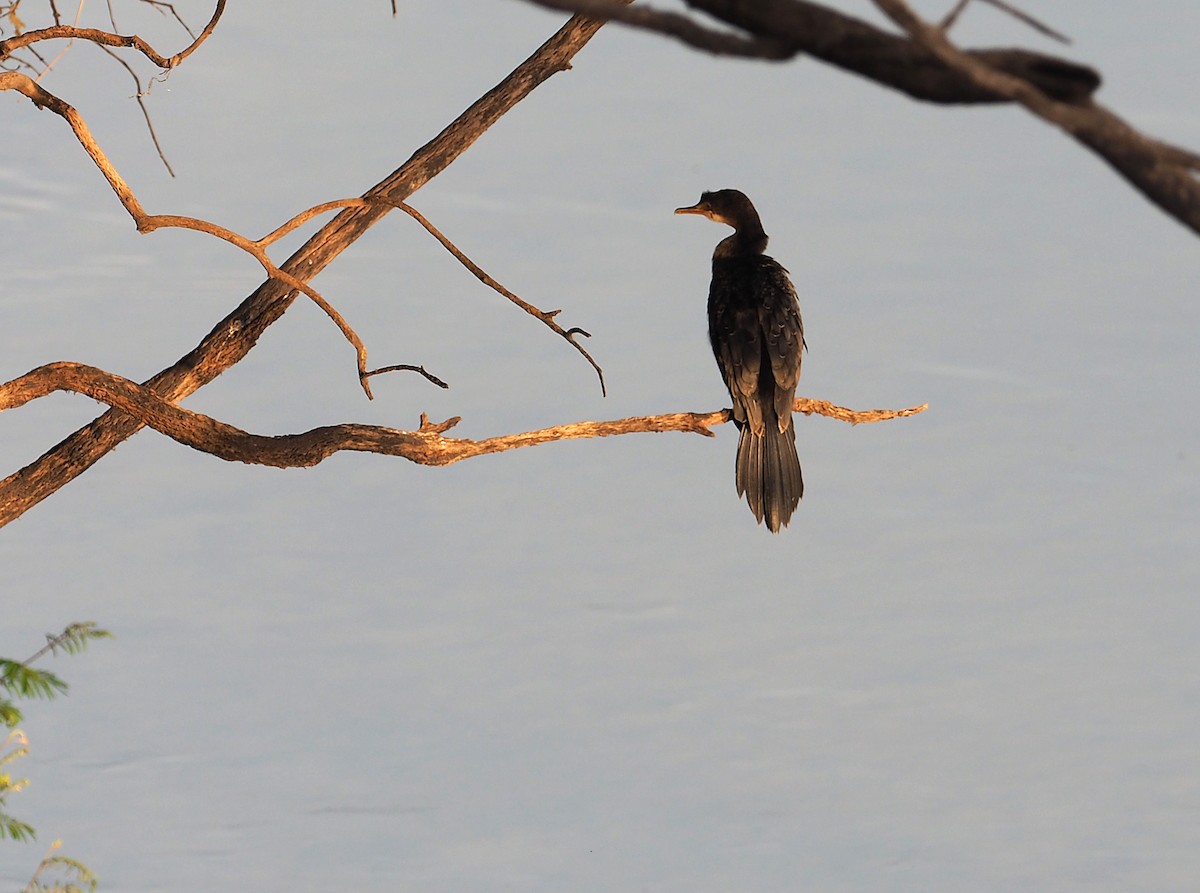 Reed Cormorant - ML646847748