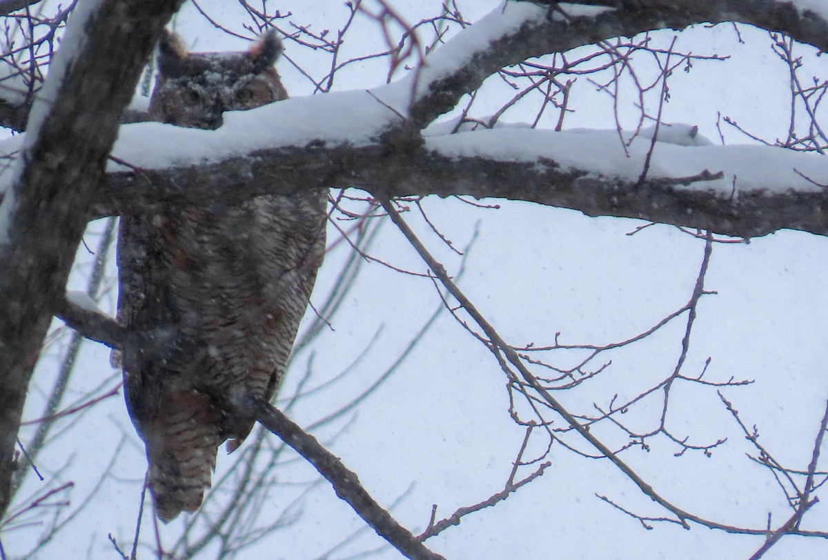 Great Horned Owl - ML646847749