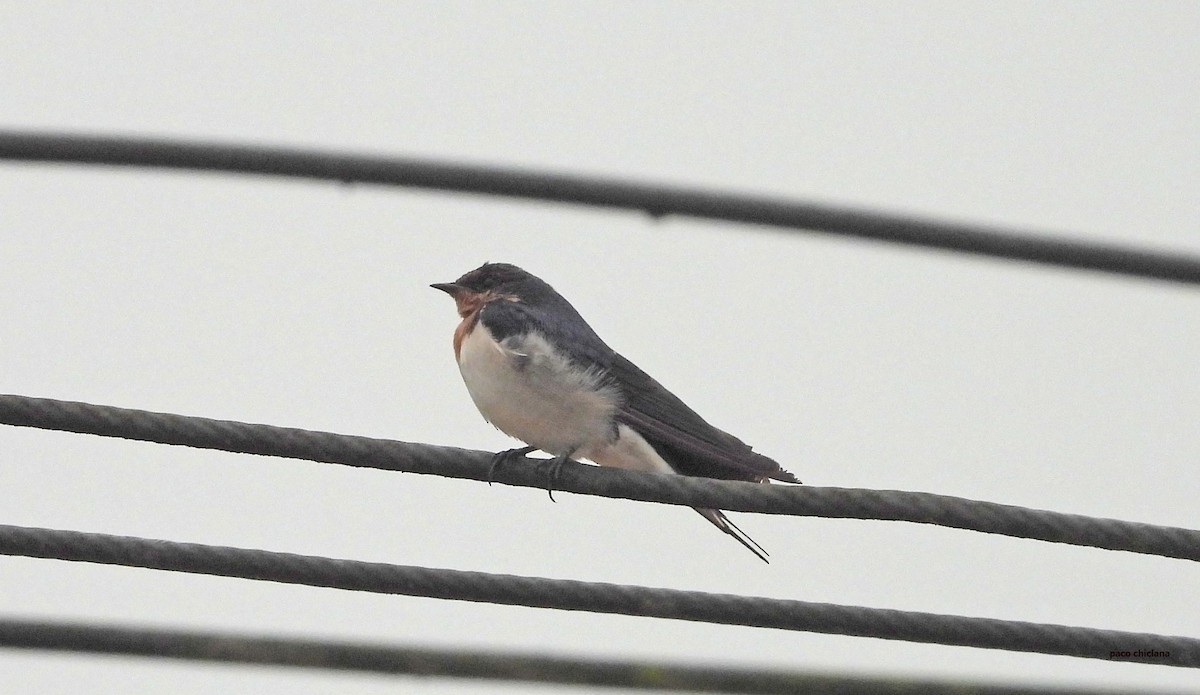 Red-chested Swallow - ML646847750