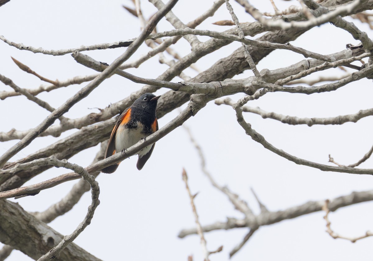 rødstjertparula - ML646847756