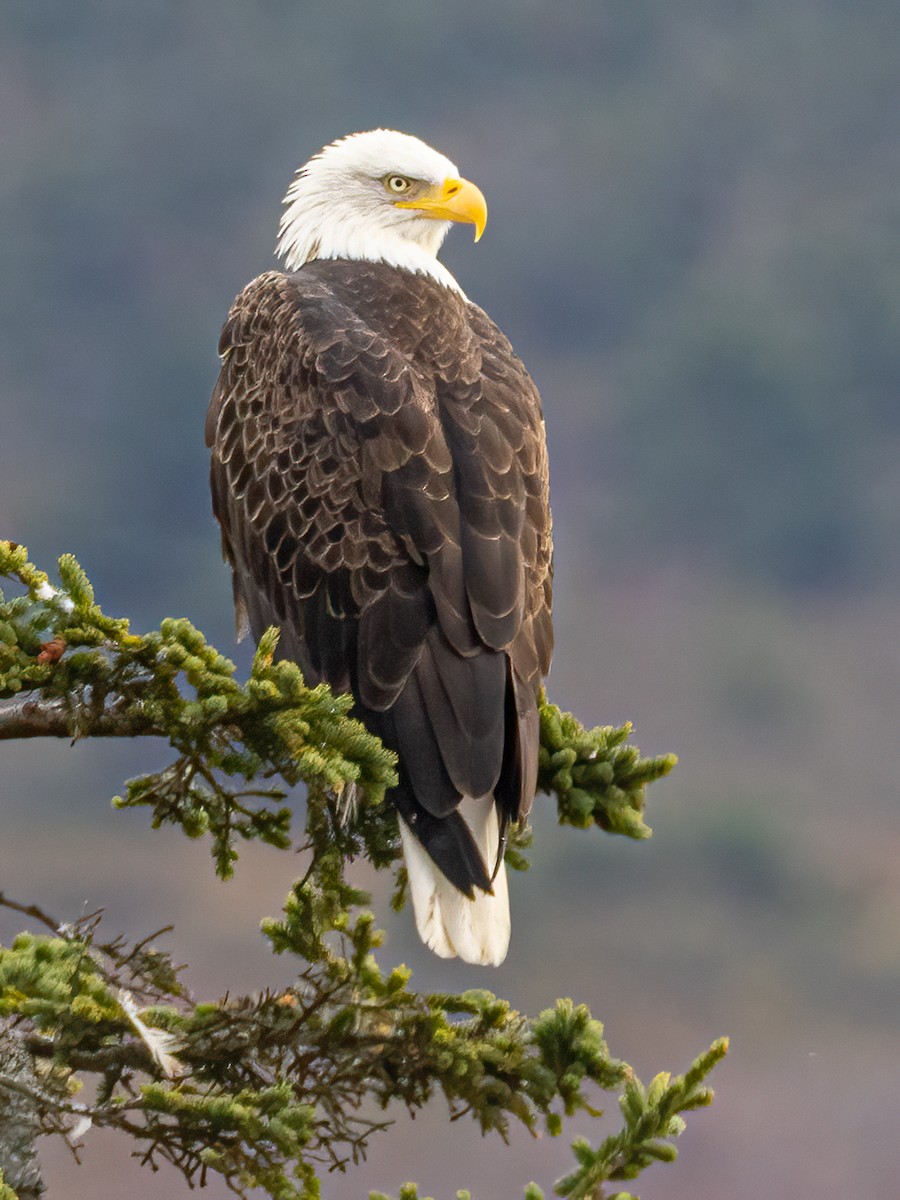 עיטם לבן-ראש - ML646847759