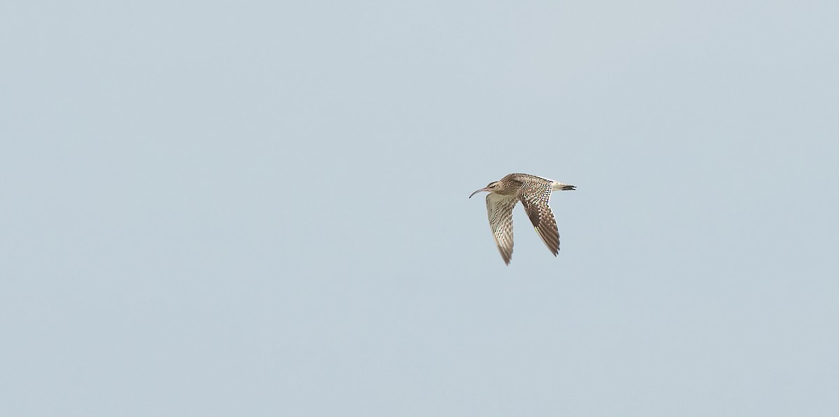 חרמשון קטן - ML646847764