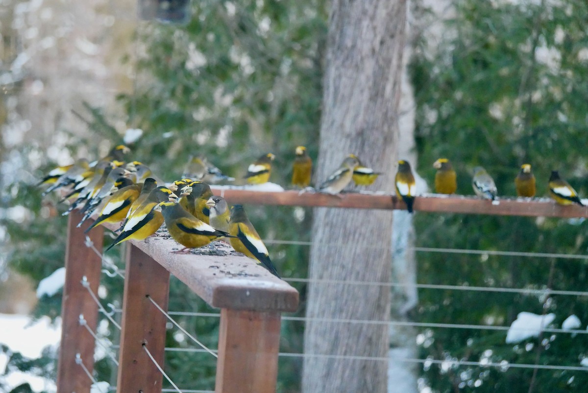 עב-מקור ערב - ML646847765