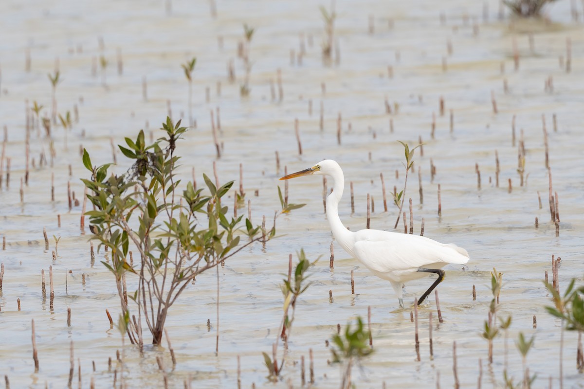 לבנית ים-סוף - ML646847768