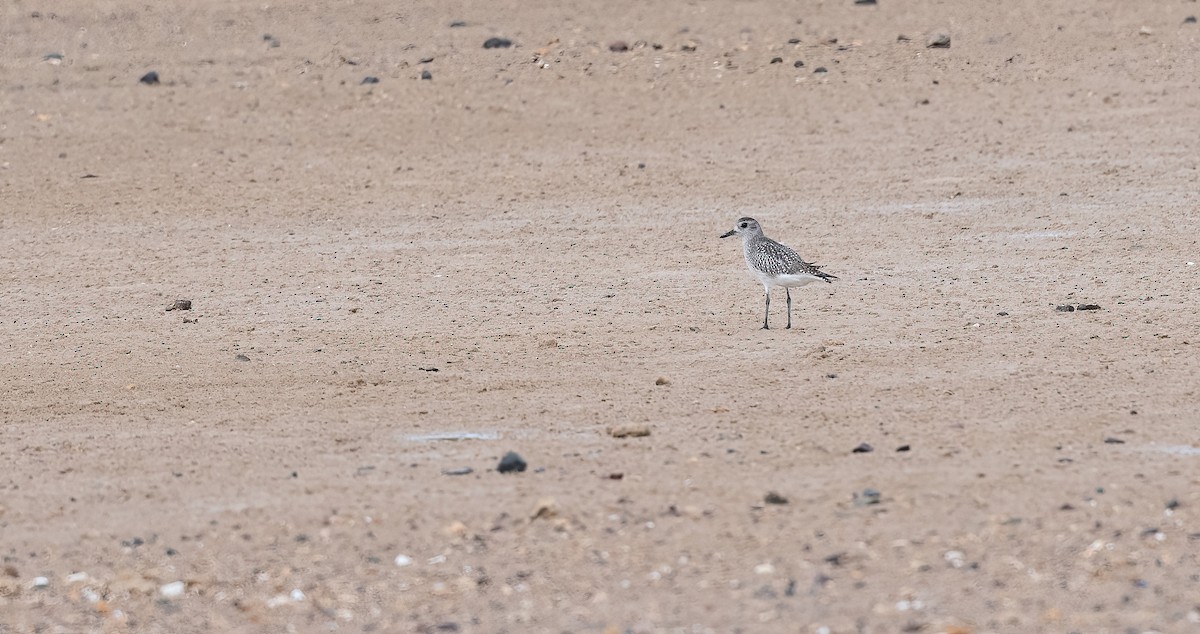 חופזי מנומר - ML646847771