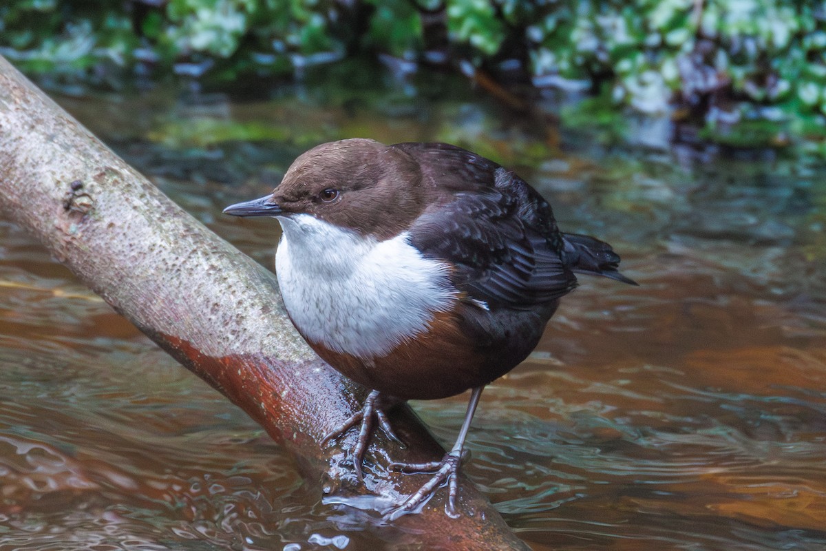 White-throated Dipper - ML646847772