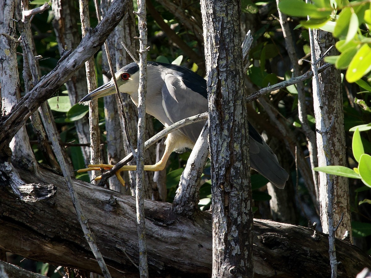 Amiltxori arrunta - ML646847773