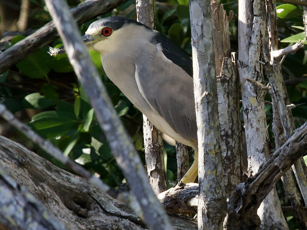 Amiltxori arrunta - ML646847774