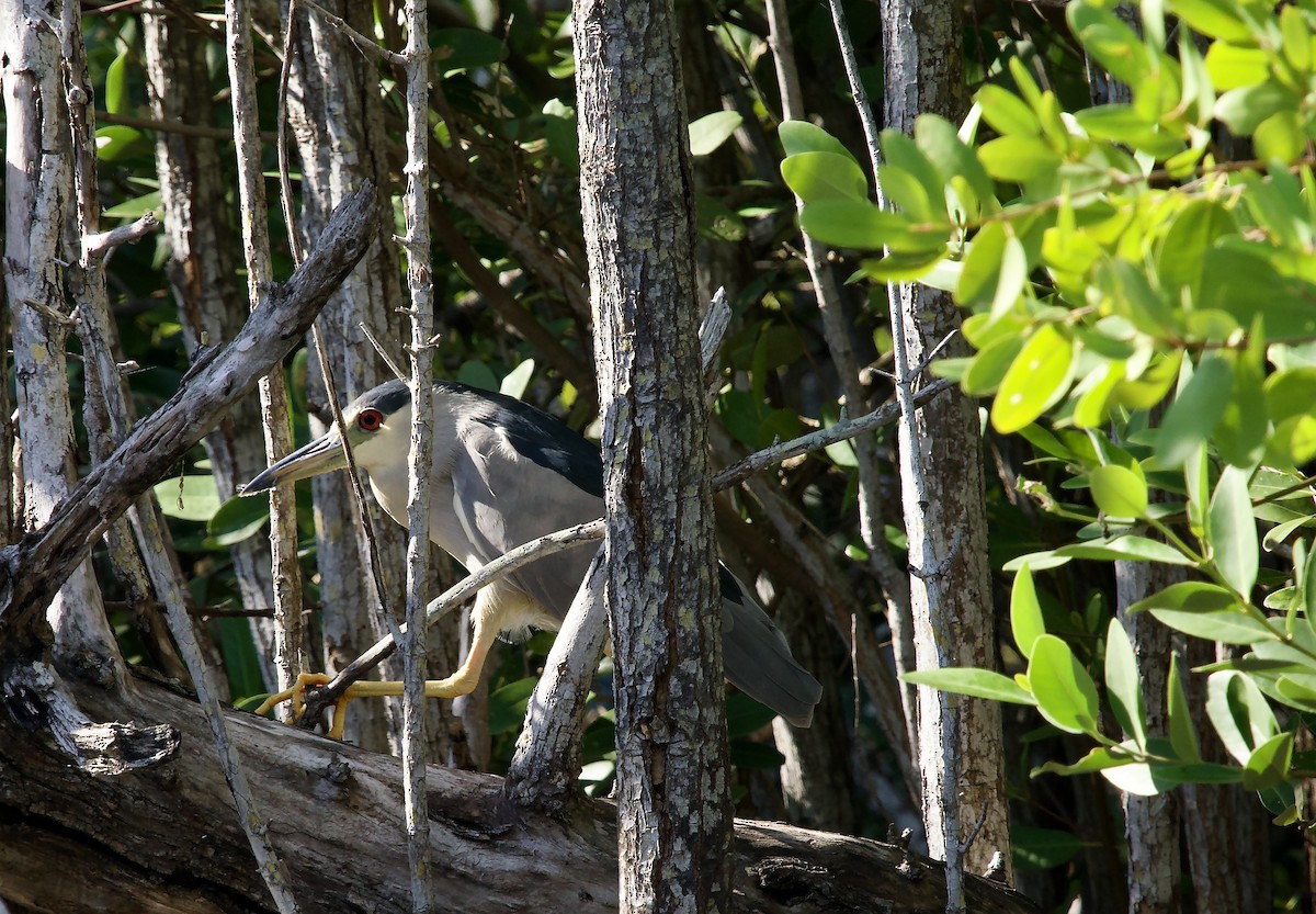 Amiltxori arrunta - ML646847775