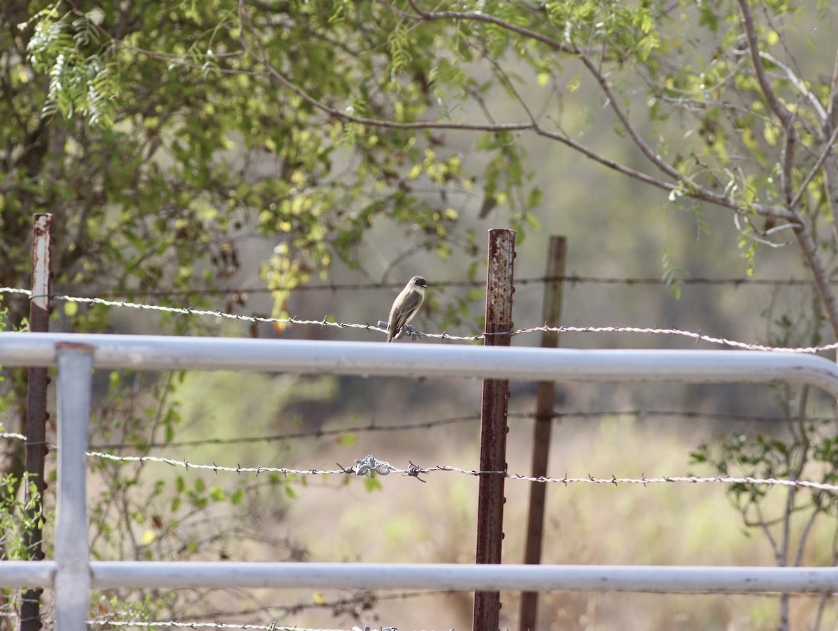 Eastern Phoebe - ML646847776