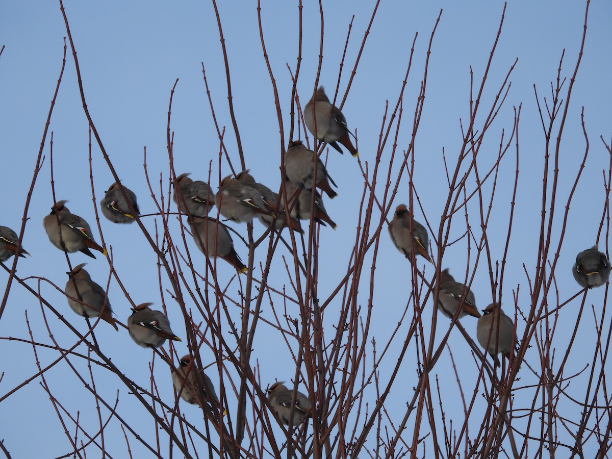 brkoslav severní - ML646847779