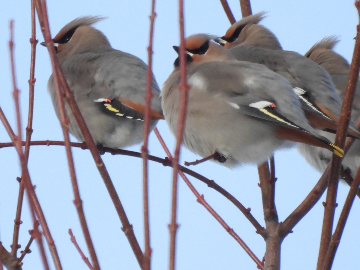 brkoslav severní - ML646847780