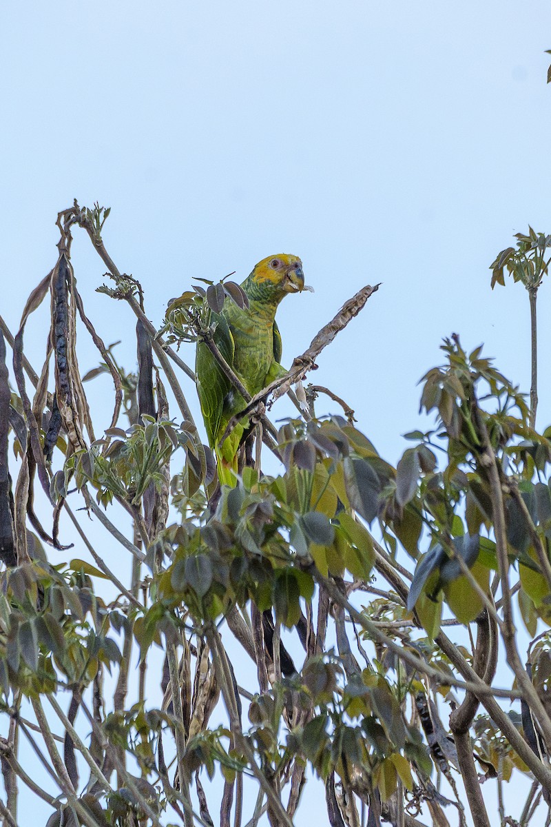 amazoňan žlutobřichý - ML646847784