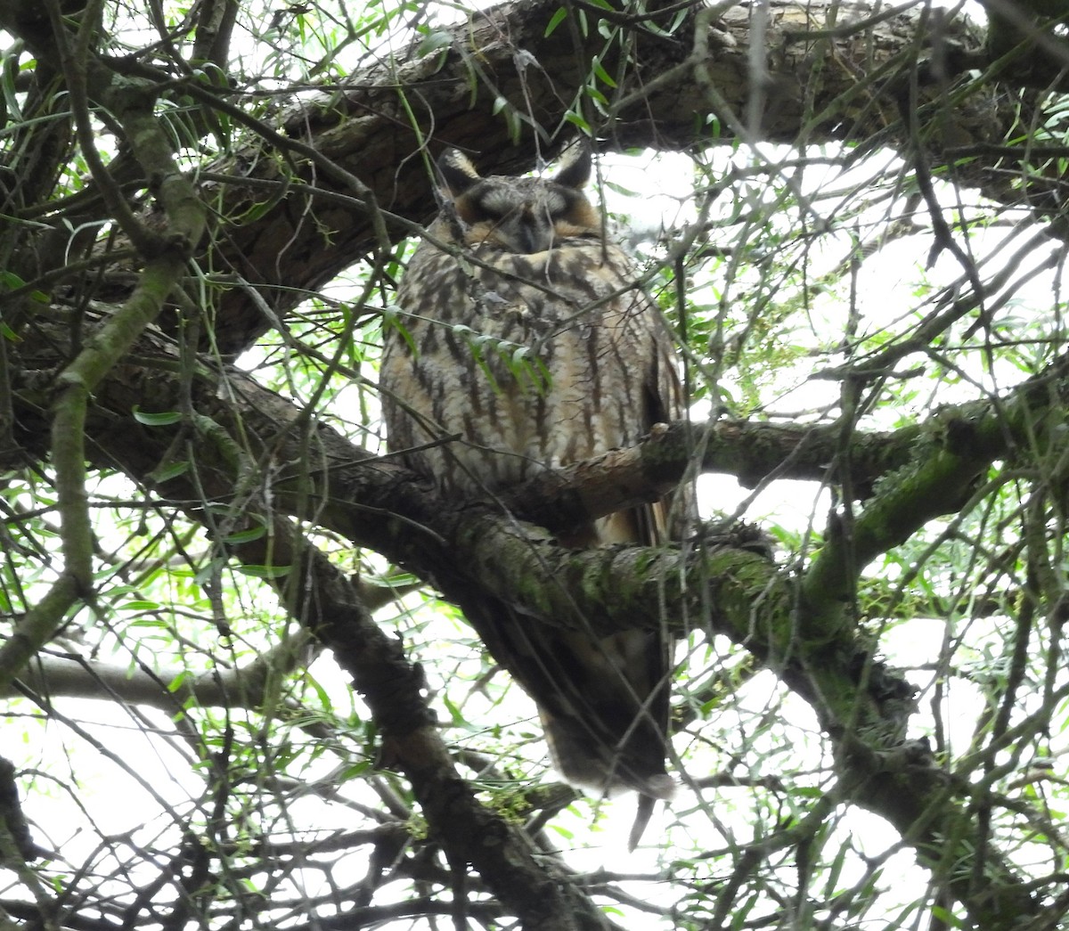 Long-eared Owl - ML646847787